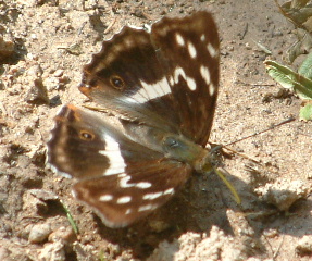 Limentis populi strana - Apatura iris